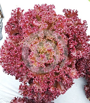 Lollo rossa lettuce, a red leavy vegetable contain high anthocyan