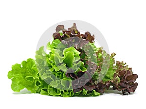 Lollo rosso and batavia lettuce photo