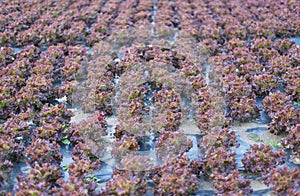 Lollo Rosso Lettuce photo