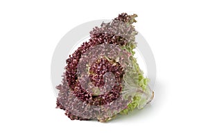 Lollo Rosso lettuce