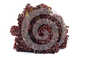 Lollo Rosso Lettuce