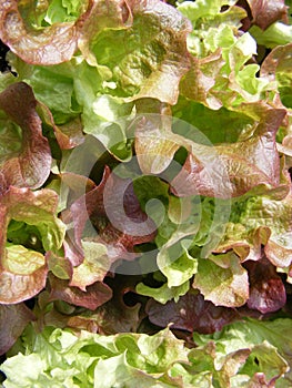 Lollo rosso lettuce photo