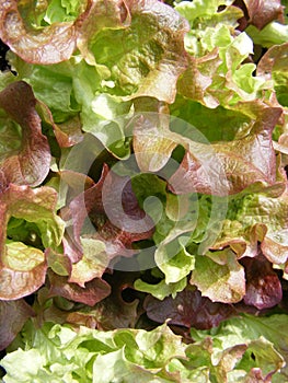 Lollo rosso lettuce