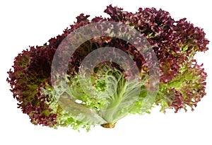 Lollo Rosso lettuce over white