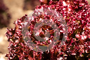 Lollo Rosso Lettuce Red leaf close up in vegetable field. Gardening background with Lactuca sativa leaves