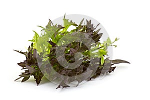 Lollo rosso lettuce photo