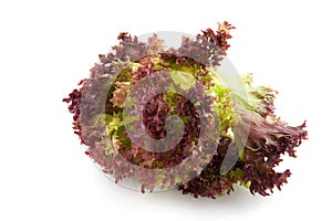Lollo Rosso salad photo