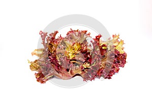 Lolo rosso or coral lettuce isolated on the white background. photo