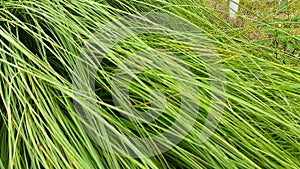 Lomandra longifolia, commonly known as spiny-head mat-rush, spiky-headed mat-rush or basket grass after rainy day