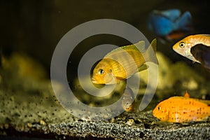 Lombardoi malawi cichlid photo