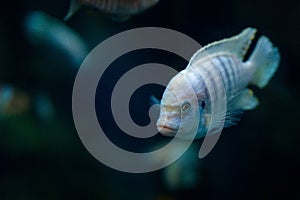 Lombardoi mbuna or Kenyi Cichlid or Maylandia lombardoi or Maylandia greshakei