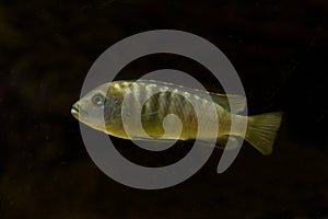 Lombardoi mbuna, kenyi mbuna, kennyi mbuna, kenyi cichlid Maylandia lombardoi.