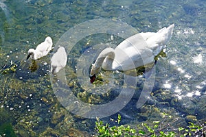   Lombardia un fiume cigno cuccioli 