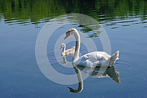   Lombardia un fiume cigno cuccioli 