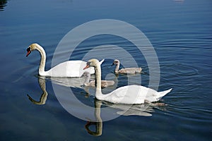   Lombardia un fiume cigno cuccioli 