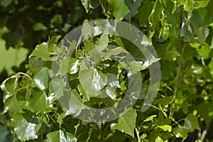 Lombardy poplar photo