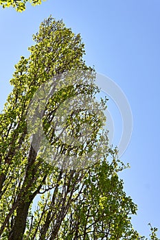 Lombardy poplar tree