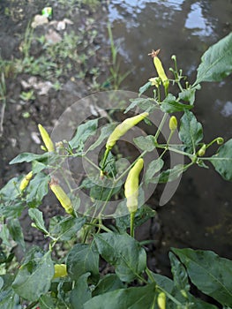 lombok that grows above the waterways.  grow without chemical fertilizers and can be fertile.