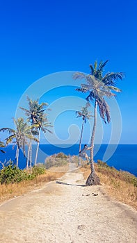 Lombok - A man climbing a palm tree