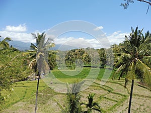 Lombok Senaru rice field with palm trees hike on a sunny day