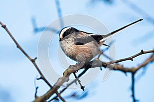 Lomg-tailed Tit, Tit, Aegithalos caudatus.