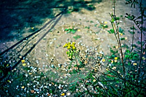 Lomography, small yellow flowers on wild grass