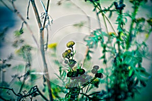 Lomography, small yellow flowers on wild grass