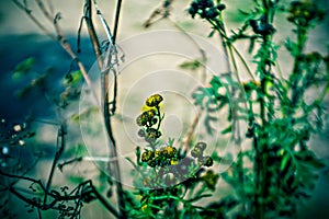 Lomography, small yellow flowers on wild grass