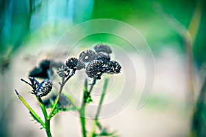 Lomography, small yellow flowers on wild grass