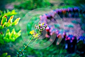 Lomography, small yellow flowers on wild grass