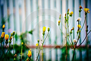 Lomography, small yellow flowers on wild grass