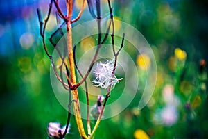 Lomography, small yellow flowers on wild grass