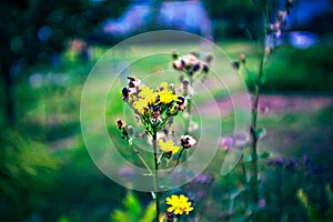 Lomography, small yellow flowers on wild grass photo