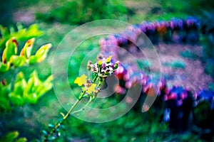 Lomography, small yellow flowers on wild grass photo