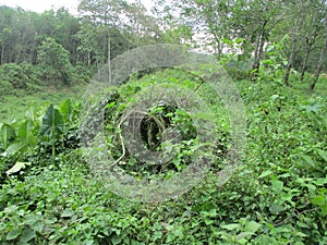 Lompong Forest Valley photo