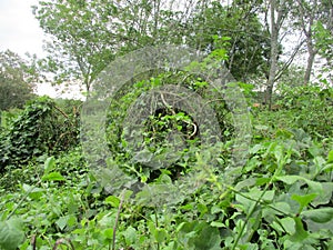 Lompong Forest Valley photo