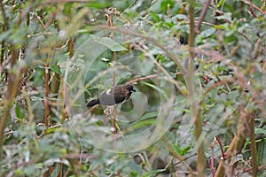 Lonchura striata domestica in the grass and sings photo