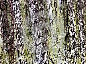 Lond branches on the old wall abstract background photo