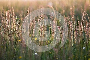 Lond grass photo