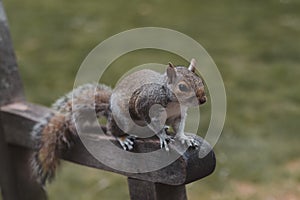 London. Beautifull squirrel sitting on the bench in the park