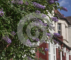 London - a bush with violet flowers.