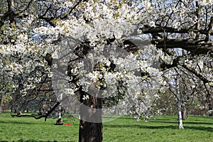 London. City. Kensington Gardens in spring. Apple tree in blossom. Kensington gardens one of the royal residences of british monar