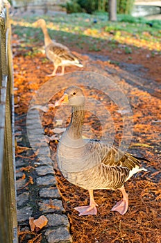 London, ducks in St. James Park