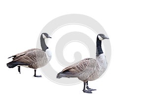 2 Canada Geese on White Background