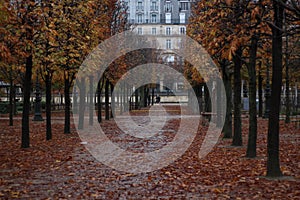 London Natural History Museum at autumn photo