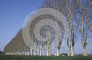 London plane, Platanus hispanica muenc