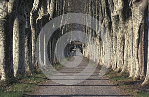 London plane, Platanus hispanica muenc