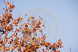 London Plane Platanus Ã— acerifolia tree branches with autumn colored foliage illuminated by sunlight; fall concept; San