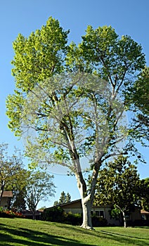 London Plane Sycamore tree in Laguna Woods, California. photo