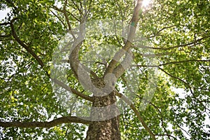 London Plane Tree